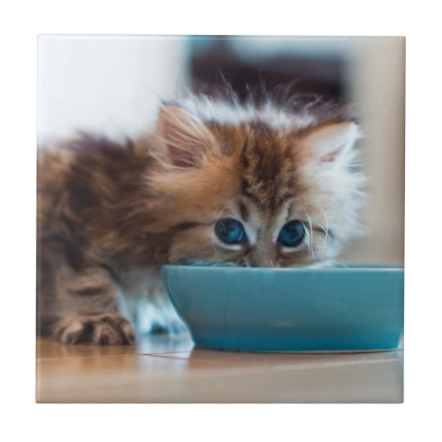 Carreau Jeune chaton persan (Devant)