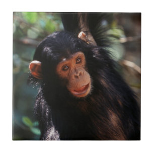 Carreau Jeune chimpanzé