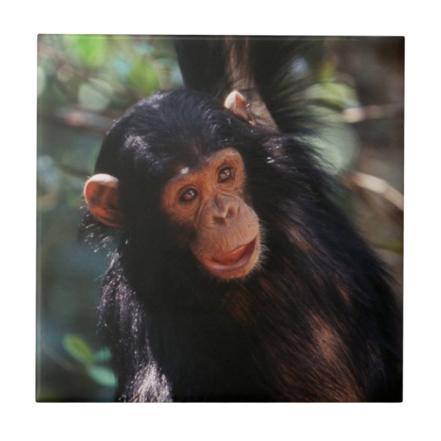 Carreau Jeune chimpanzé (Devant)