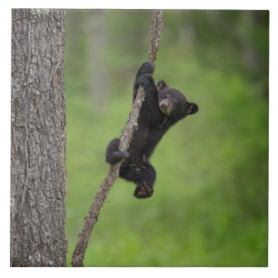 Carreau Jeune ourson noir jouant sur une branche d'arbre