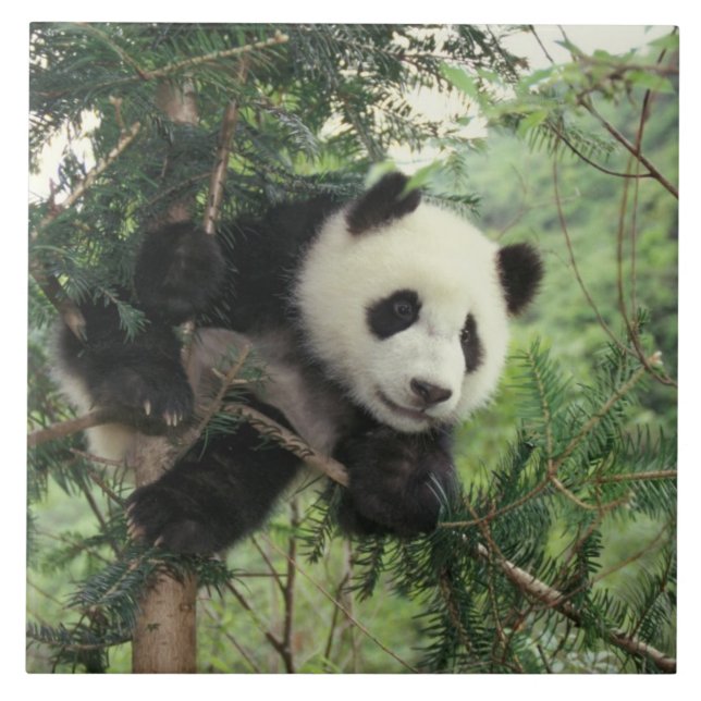 Carreau Jeune panda géant grimpe à un arbre, vallée de Wol (Devant)