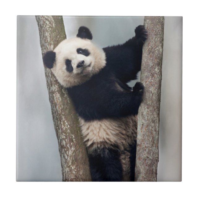 Carreau Jeune panda grimpant à un arbre, Chine (Devant)