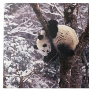 Carreau Jeune panda jouant sur un arbre recouvert de neige