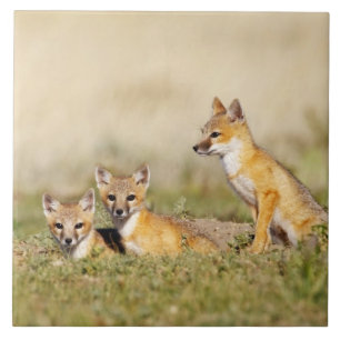 Carreau Jeune Renard véloce (Vulpes macrotis) au terrier, 