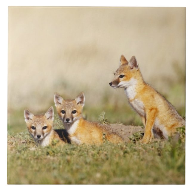Carreau Jeune Renard véloce (Vulpes macrotis) au terrier,  (Devant)