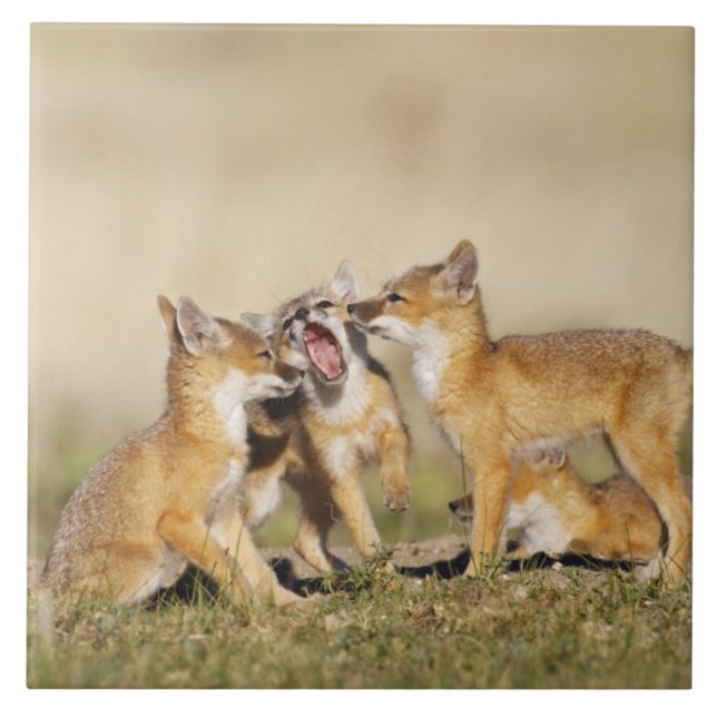 Carreau Jeune Renard véloce (Vulpes macrotis) au terrier d (Devant)