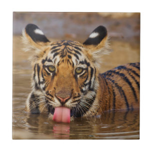 Carreau Jeune tigre du Bengale royal, buvant de l'eau