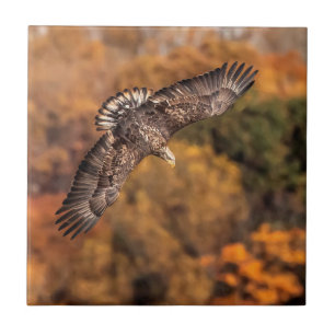 Carreau Jeunes ailes d'aigle d'automne
