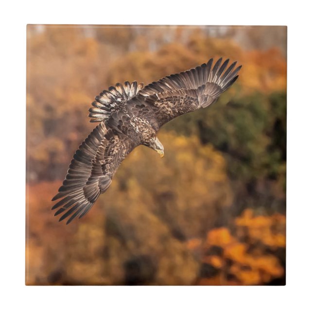 Carreau Jeunes ailes d'aigle d'automne (Devant)