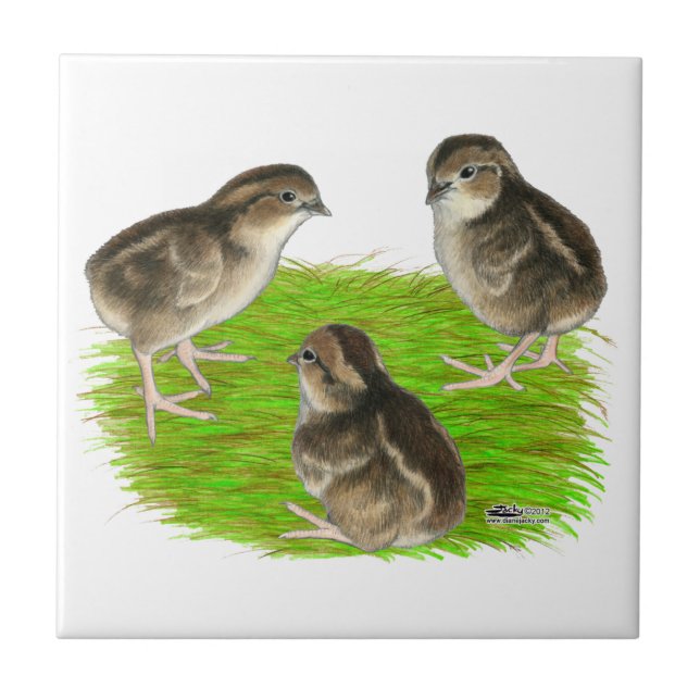 Carreau Jeunes cailles de Bobwhite (Devant)