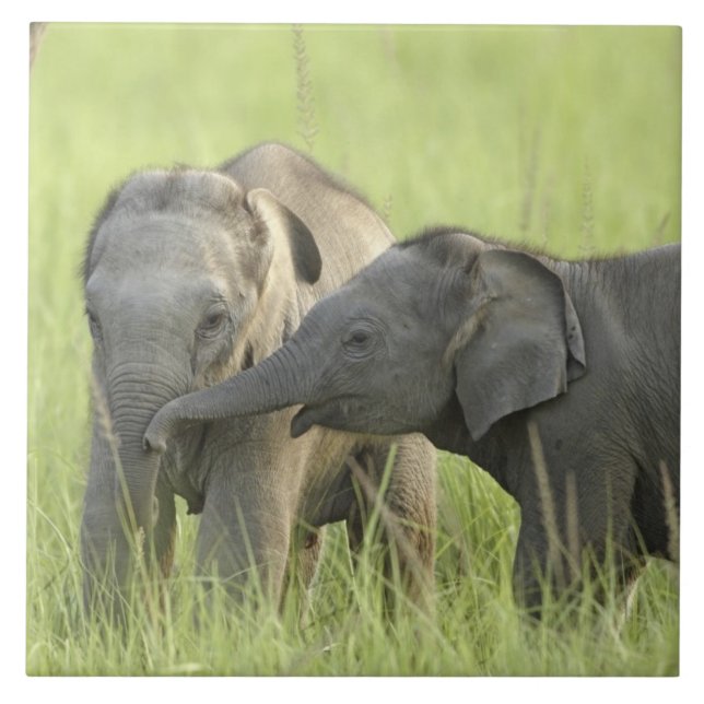 Carreau Jeunes éléphants indiens / asiatiques (Devant)