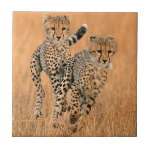 Carreau Jeunes guépards (Acinonyx Jubatus) en course
