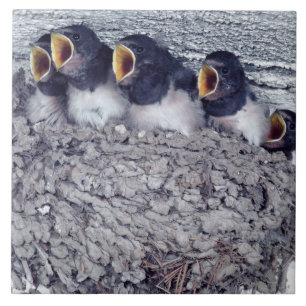 Carreau jeunes hirondelles de grange