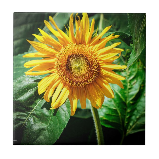Carreau Joie de Tournesol (Devant)