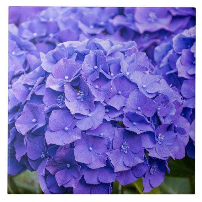 Carreau Joli bleu violet d'été Hydrangeas (Devant)
