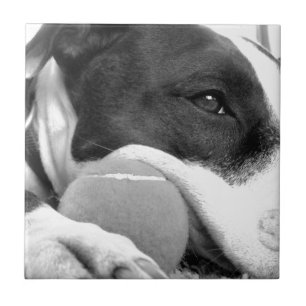 Carreau joli chien pitbull au look triste noir et blanc av