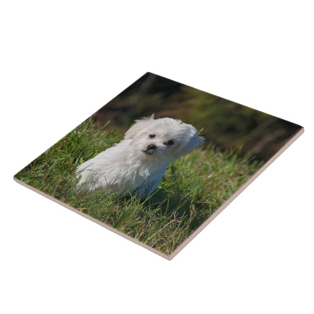 Carreau Joli chiot blanc (Côté)