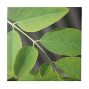 Carreau Joli feuilles de frêne d'été vert frais.