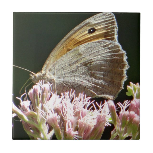 Carreau Joli gros papillon (Devant)