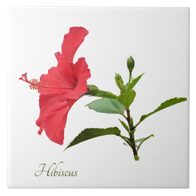 Carreau Joli hibiscus rouge sur blanc (Devant)