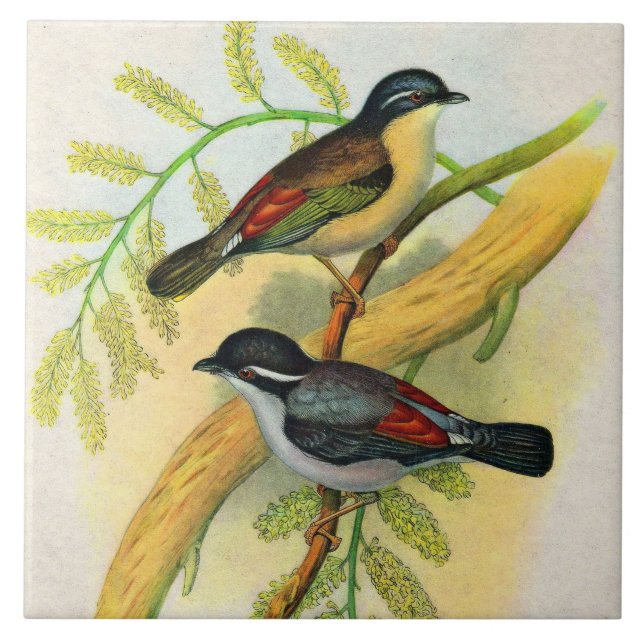 Carreau joli imprimé d'oiseaux (Devant)