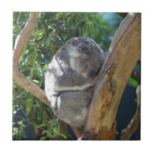 Carreau Joli koala endormi dans un arbre