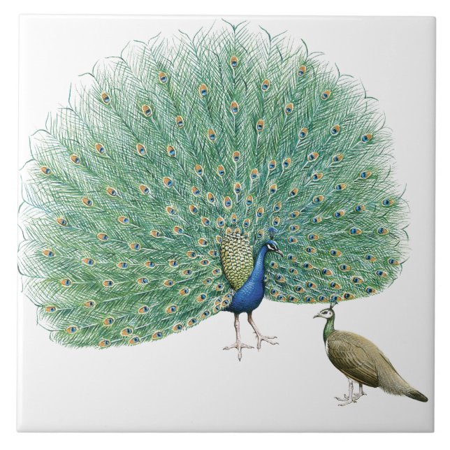 Carreau Joli Peacock (Devant)