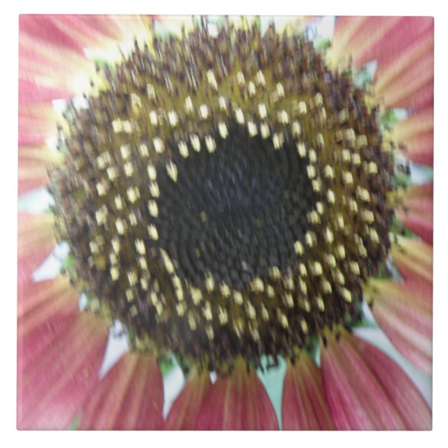 Carreau Joli Tile De Tournesol Rose (Devant)