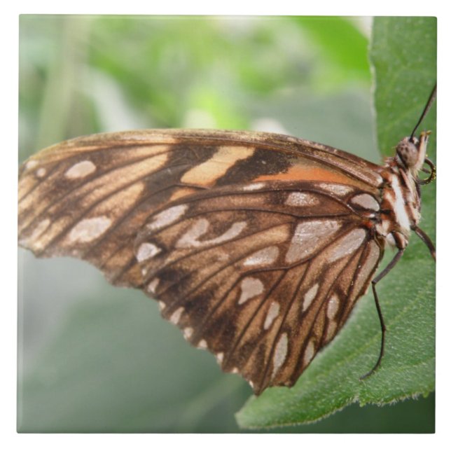 Carreau Joli tuile papillon Brown (Devant)