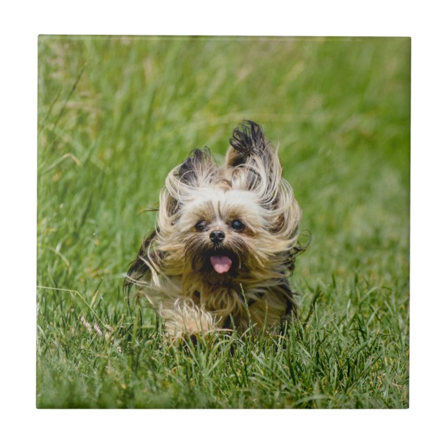Carreau Joli Yorkshire Terrier courant dans l'herbe (Devant)