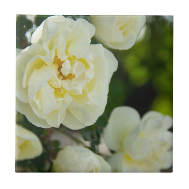 Carreau Jolies roses blanches pour positif   (Devant)