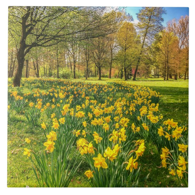 Carreau Jonquilles (Devant)