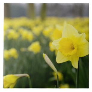 Carreau Jonquilles (RF)