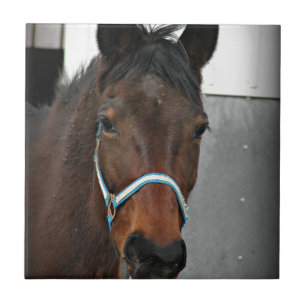 Carreau joyeux cheval