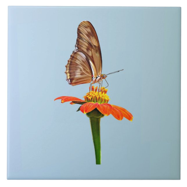 Carreau Julia Butterfly sur Zinnia (Devant)