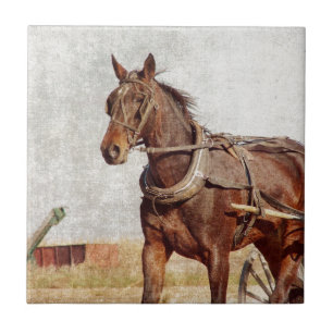 Carreau Kalona, Iowa Amish Horse et Buggy