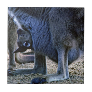 Carreau Kangourou bébé dans la poche de la mère - Australi