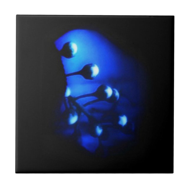 Carreau Kate (Devant)