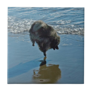 Carreau Keeshond Ballet Photographie - Joli chien d'origin