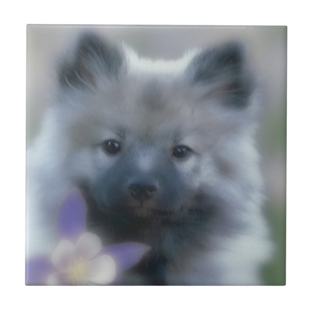 Carreau Keeshond et Columbine - Photo de chien (Devant)