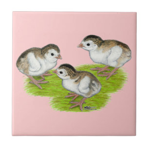 Carreau Keets de Guinée violets