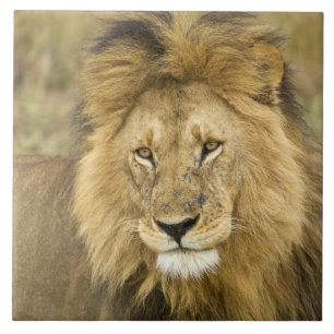 Carreau Kenya Masai Mara