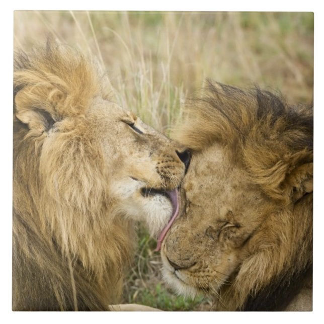 Carreau Kenya, Masai Mara (Devant)