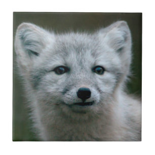 Carreau Kit de Fox arctique des images   de Getty