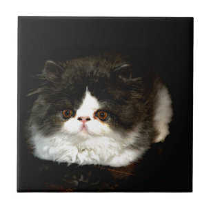 Carreau Kitten noir et blanc