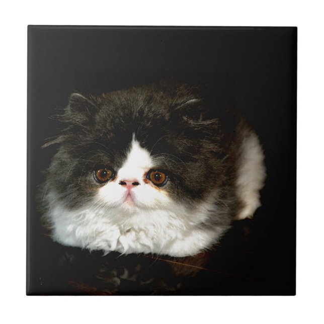 Carreau Kitten noir et blanc (Devant)