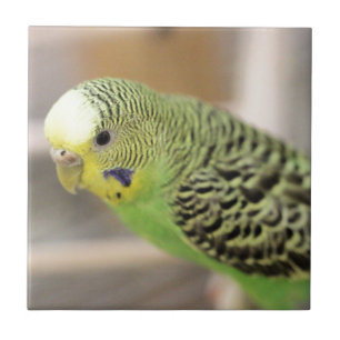 Carreau Kiwi