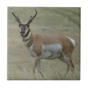Carreau Klaxons tordus d'antilope d'A33 Pronghorn