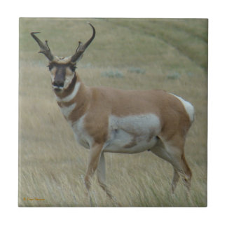 Carreau Klaxons tordus d'antilope d'A33 Pronghorn