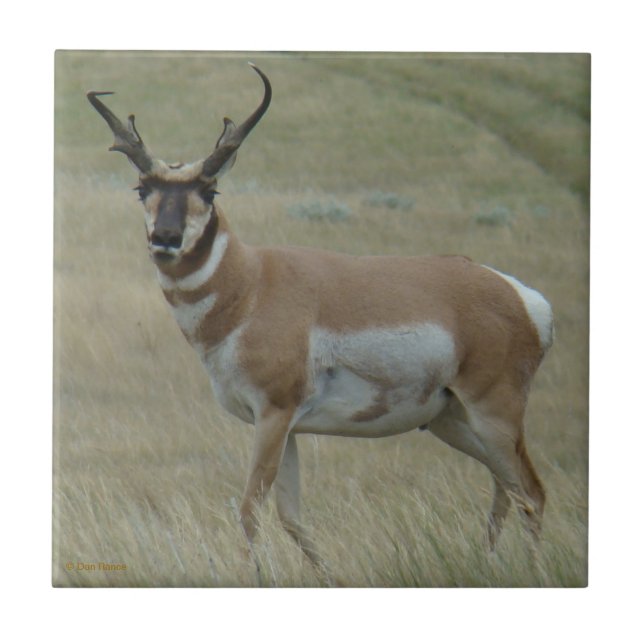 Carreau Klaxons tordus d'antilope d'A33 Pronghorn (Devant)